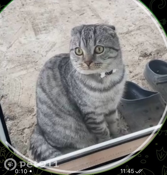 Найдена кошка в Оренбурге — фото объявления