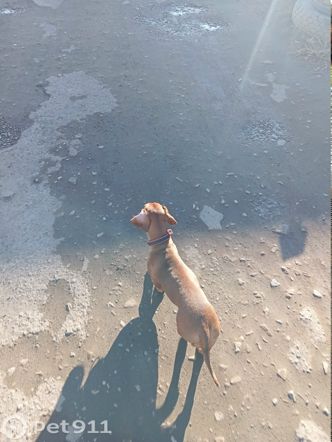 Найдена собака в Оренбурге — фото объявления