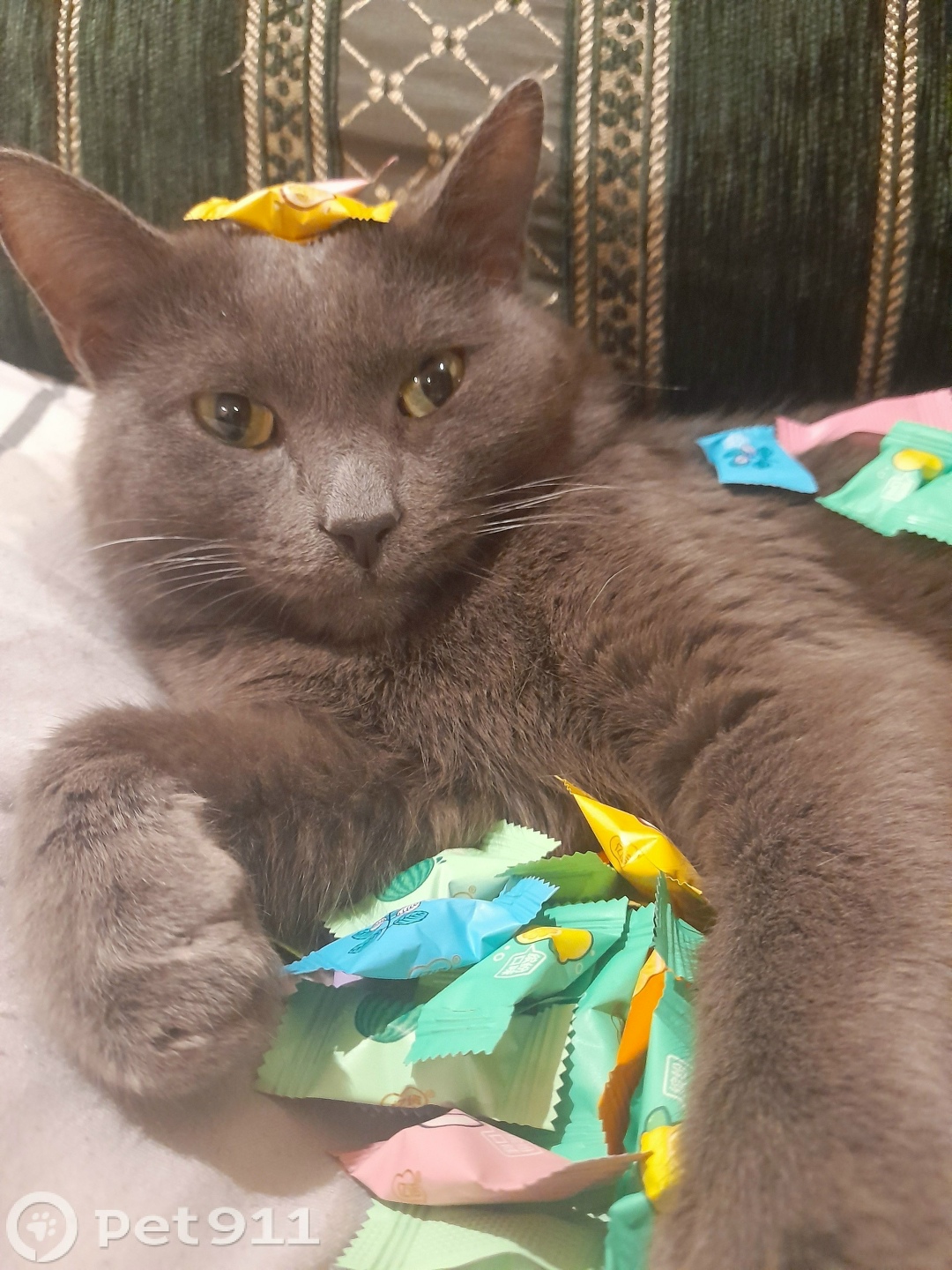 Пропала кошка в Оренбурге — фото объявления