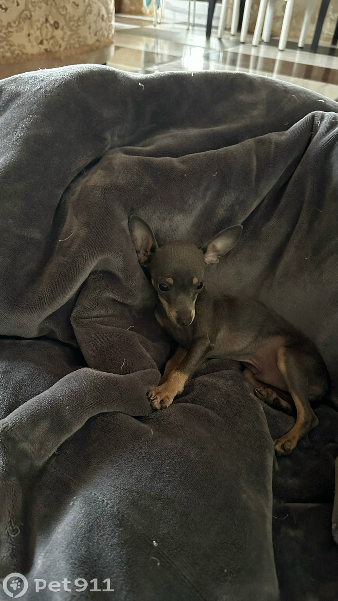 Пропала собака в Оренбурге — фото объявления