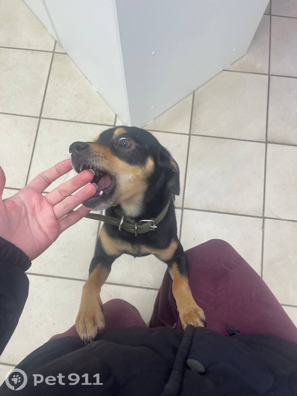 Найдена собака в Оренбурге — фото объявления