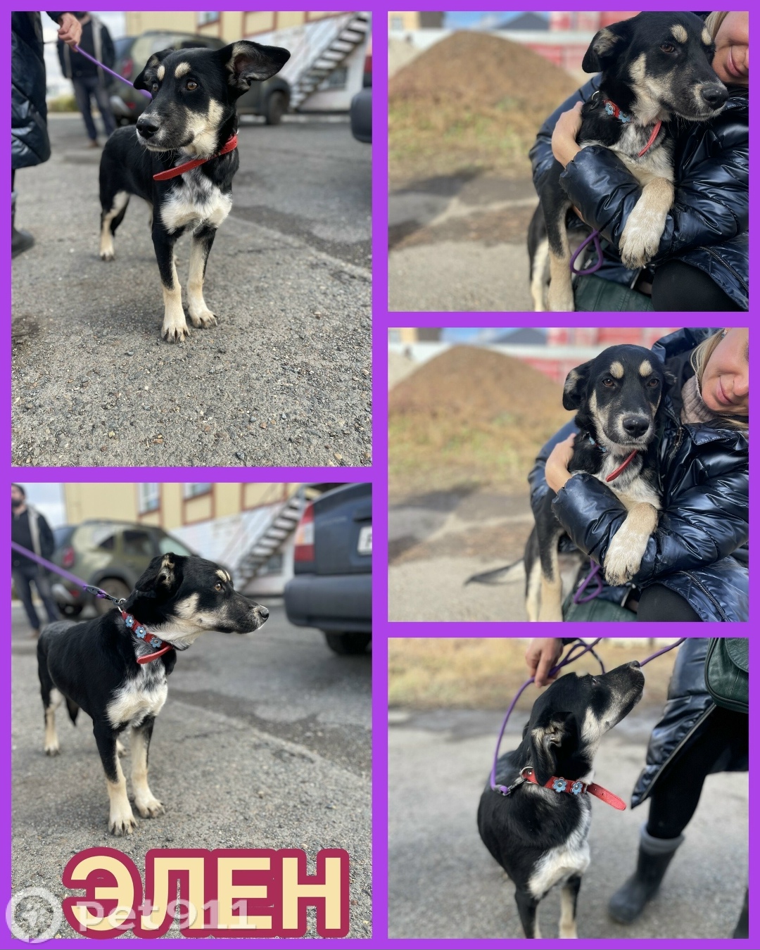 Найдена собака в Оренбурге — фото объявления