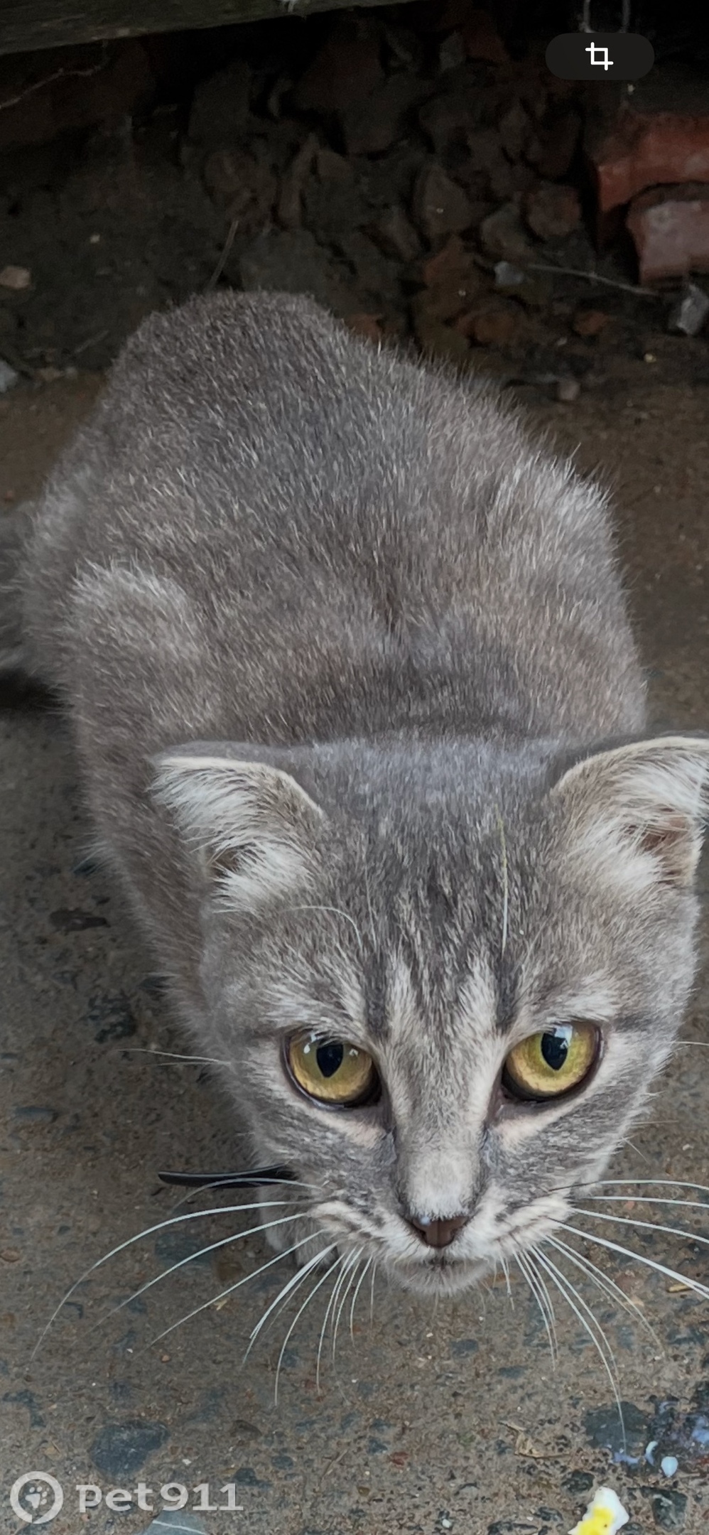 Найдена кошка в Оренбурге — фото объявления