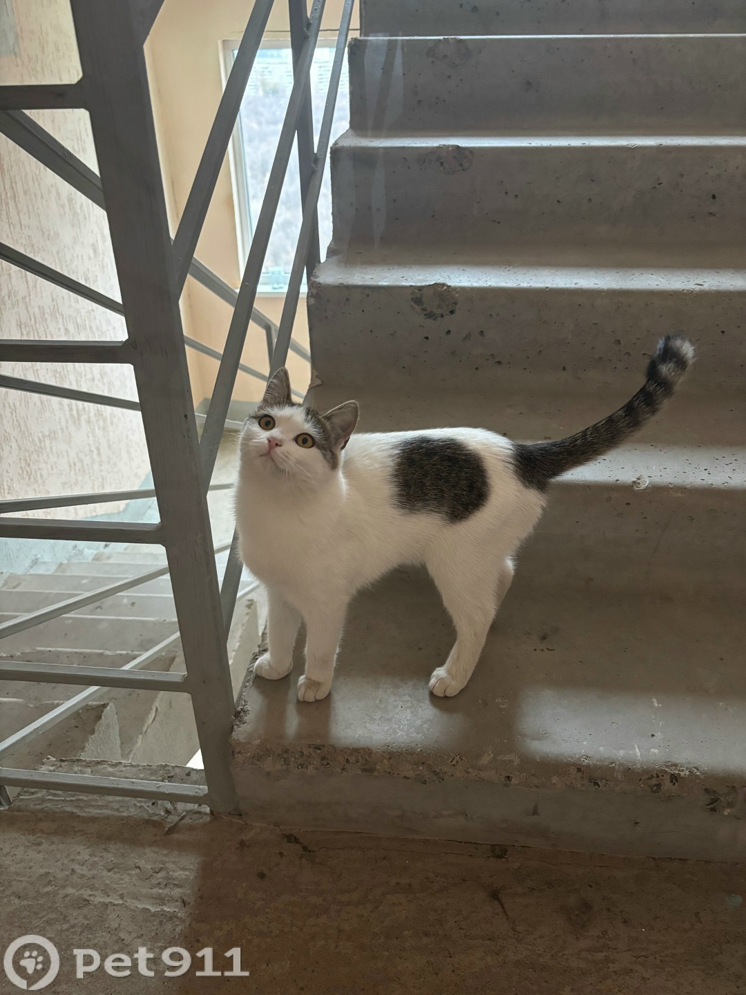 Найдена кошка в Оренбурге — фото объявления