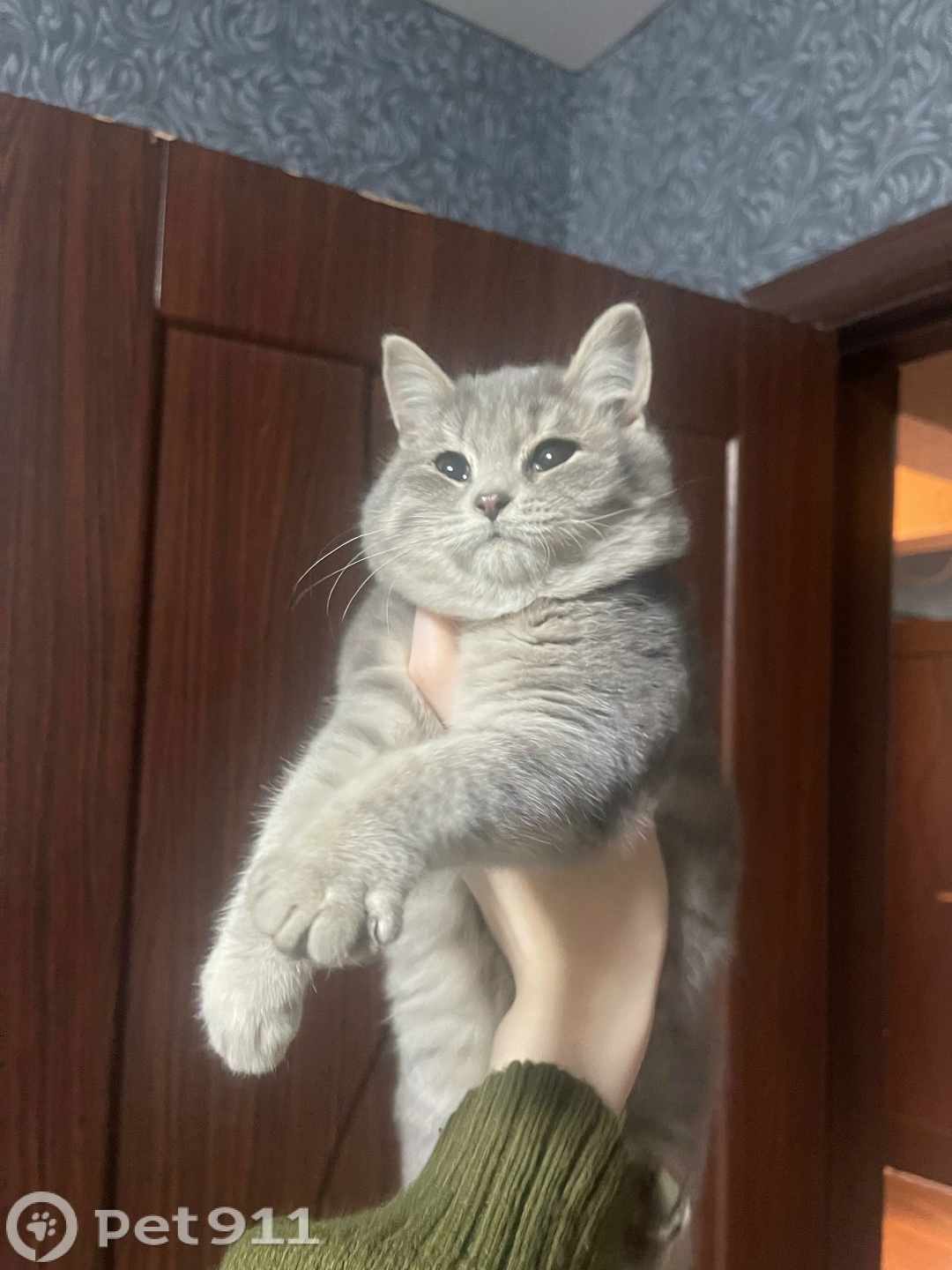 Найдена кошка в Оренбурге — фото объявления