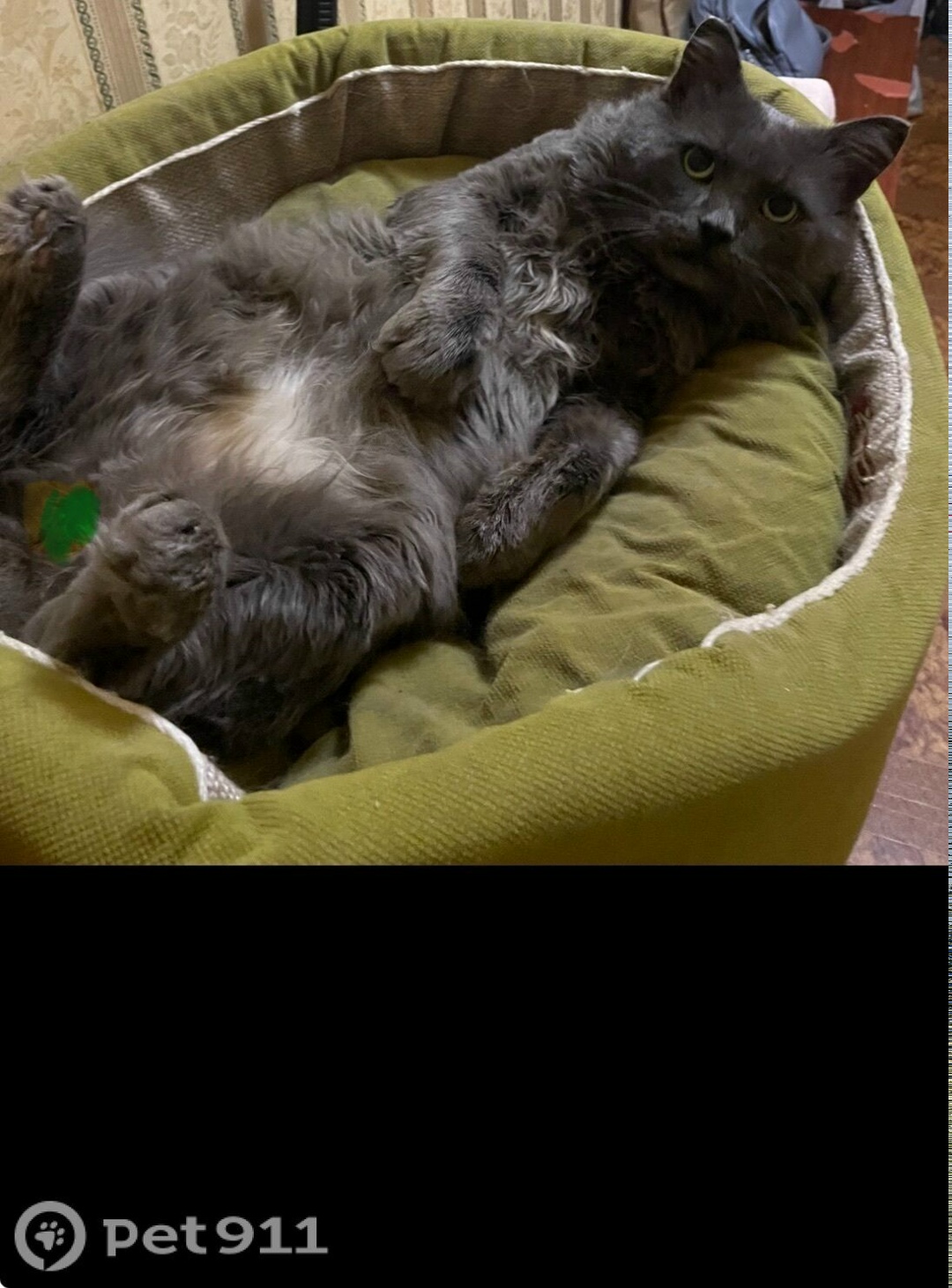 Найдена собака в Оренбурге — фото объявления