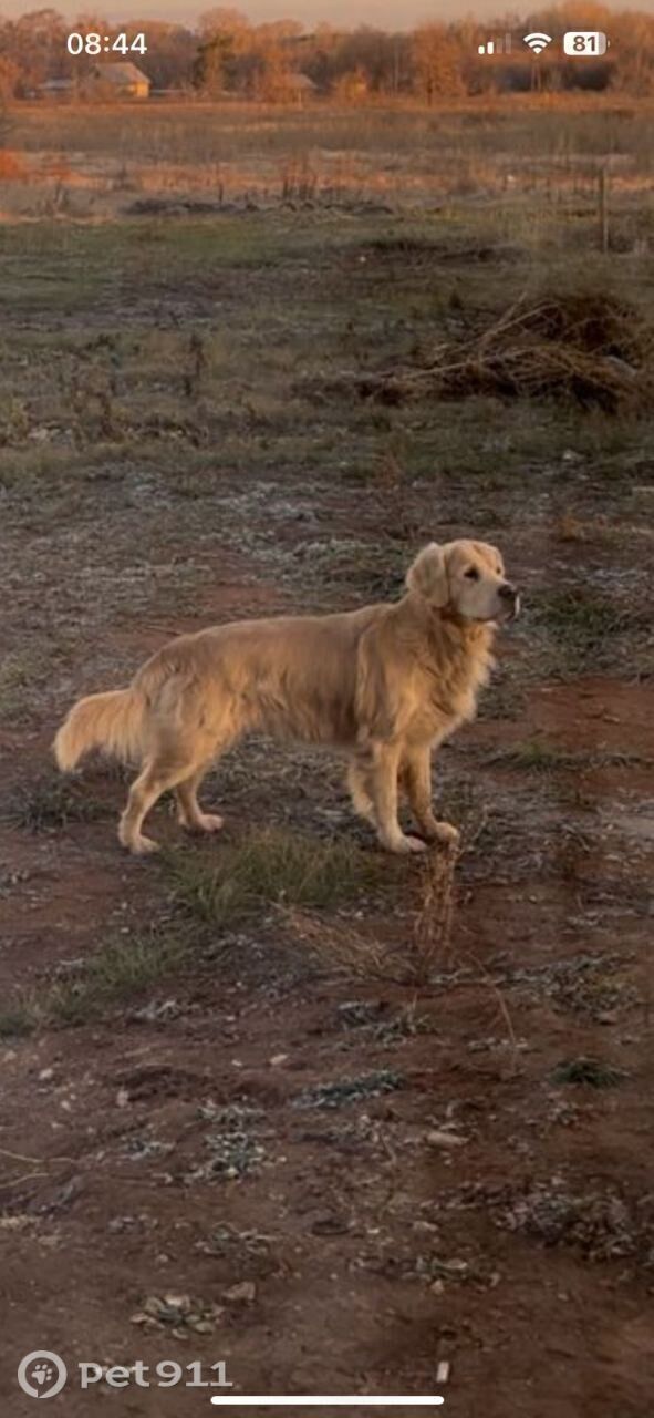 Найдена собака в Оренбурге — фото объявления