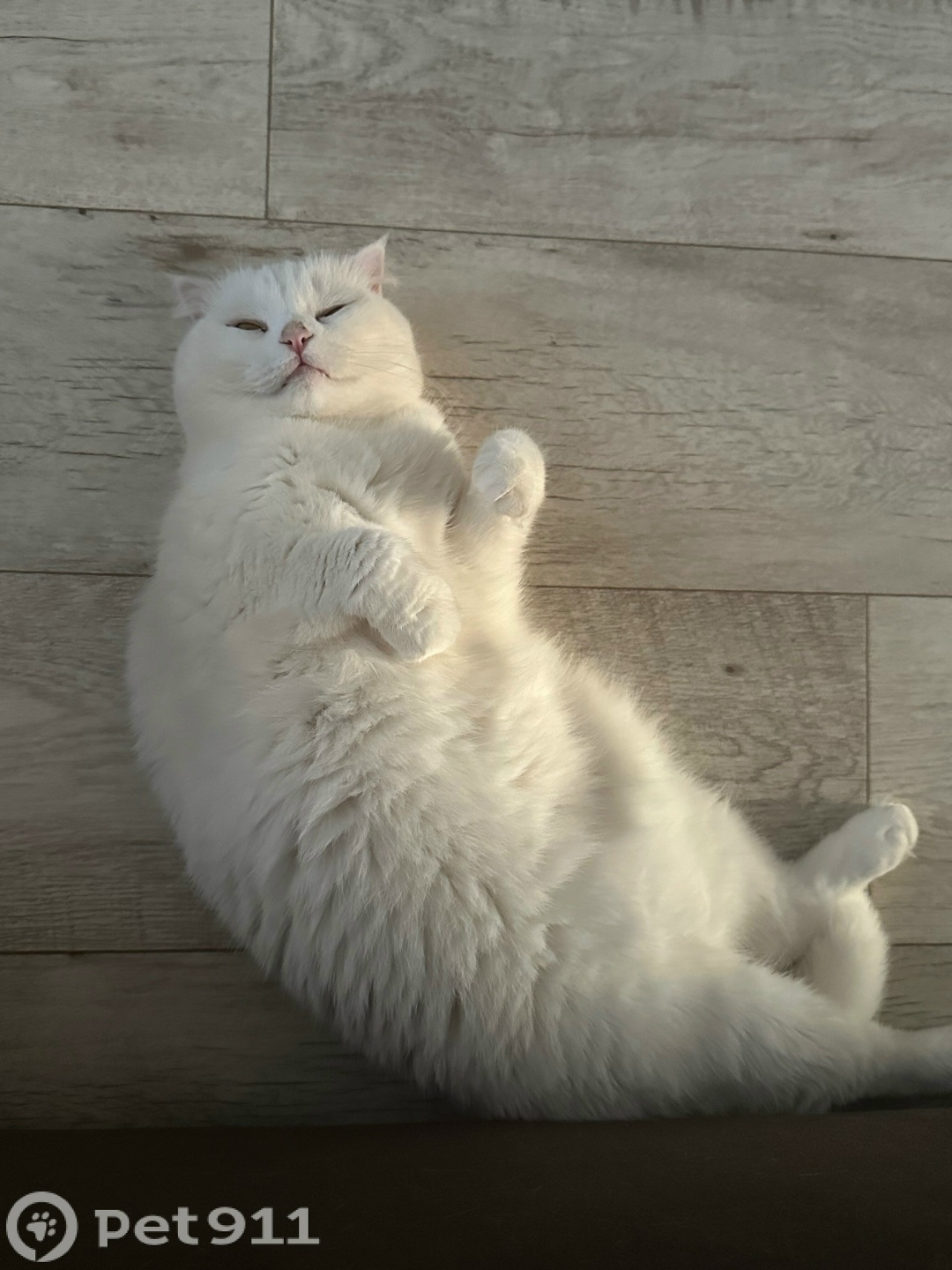 Пропала кошка в Оренбурге — фото объявления