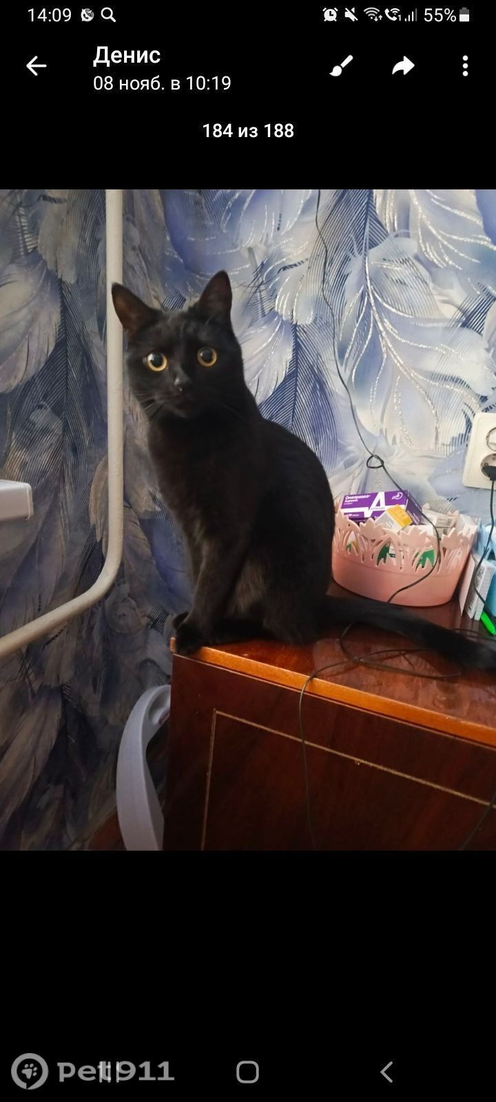 Пропала кошка в Оренбурге — фото объявления