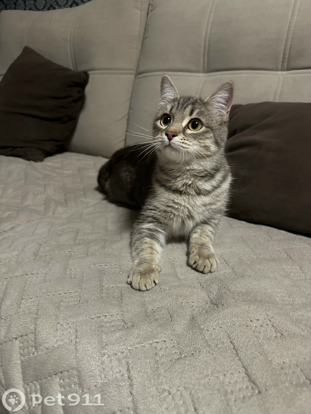 Найдена кошка в Оренбурге — фото объявления