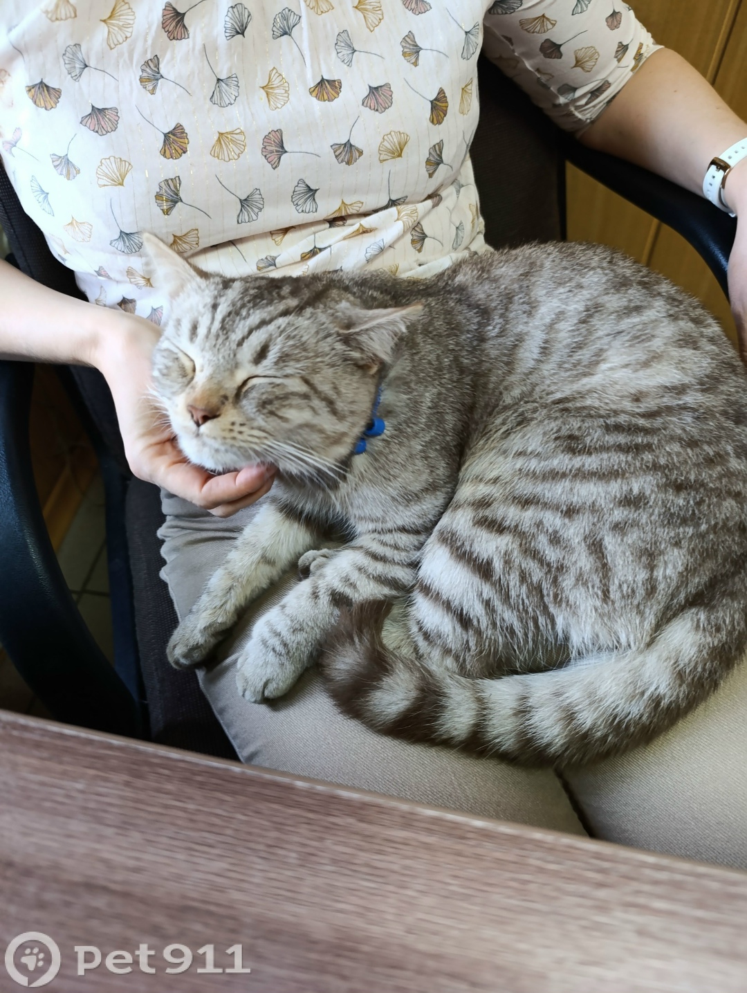 Найдена кошка в Оренбурге — фото объявления