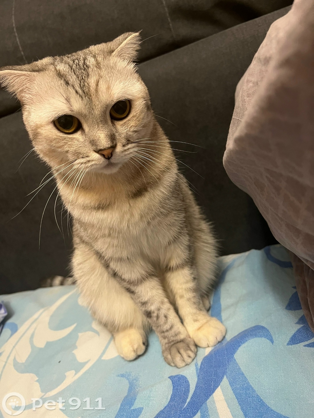 Пропала кошка в Оренбурге — фото объявления