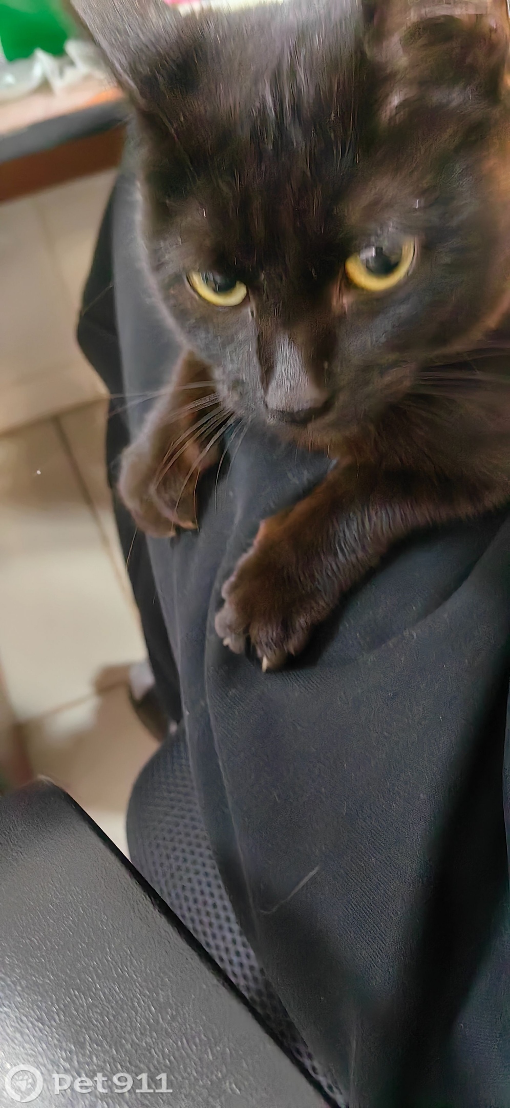 Найдена кошка в Оренбурге — фото объявления