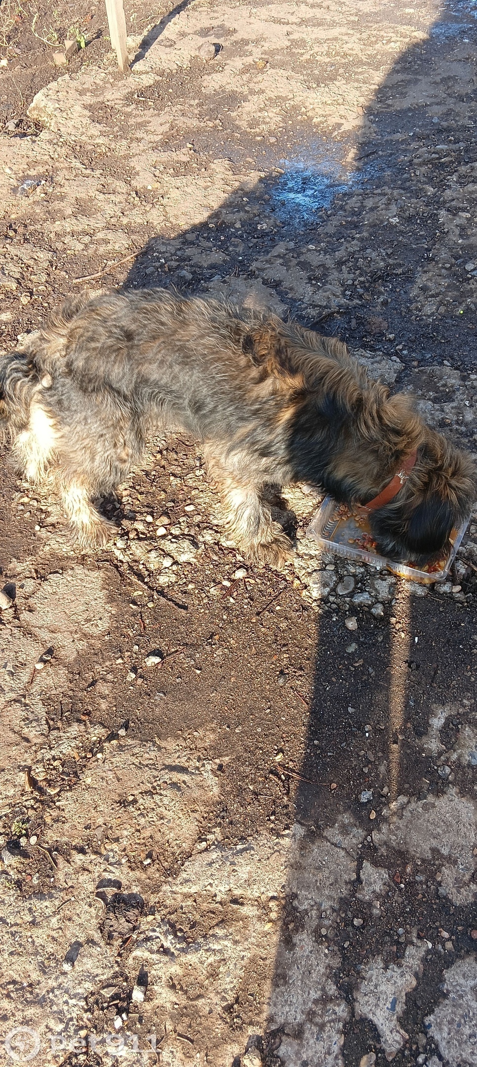 Найдена собака в Оренбурге — фото объявления
