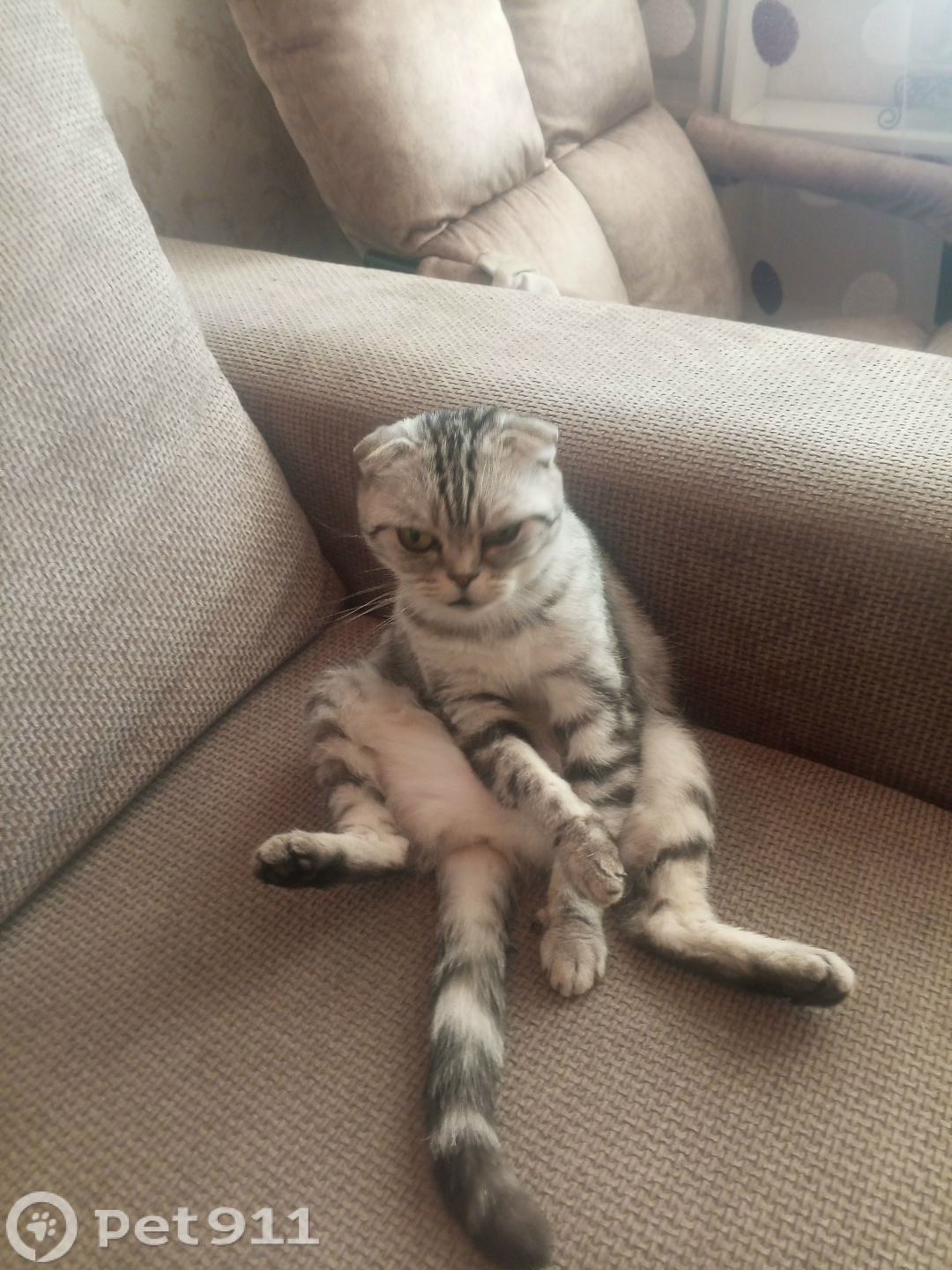 Пропала кошка в Оренбурге — фото объявления