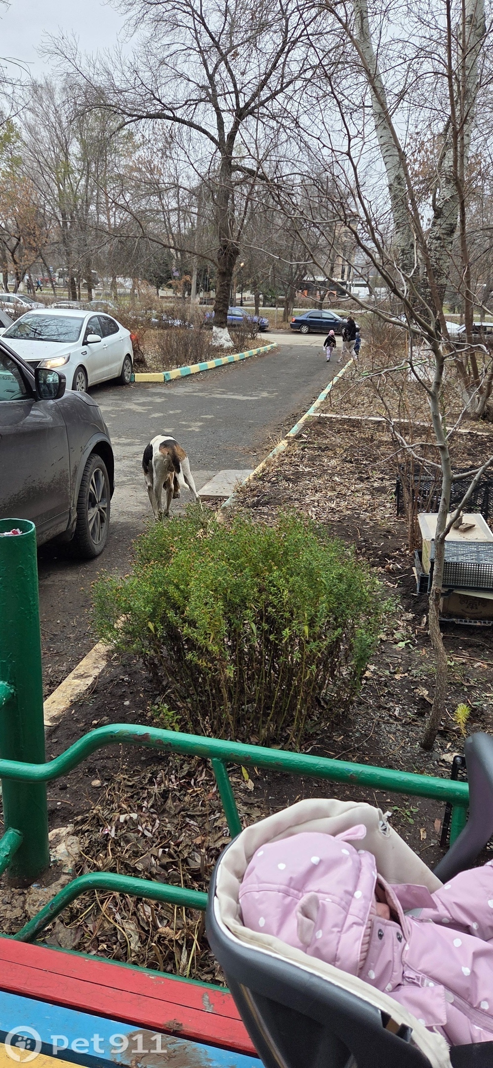 Найдена собака в Оренбурге — фото объявления