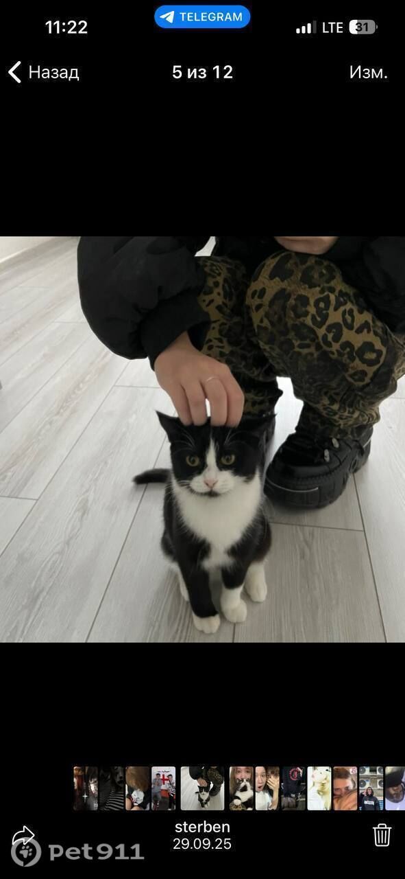 Пропала кошка в Оренбурге — фото объявления
