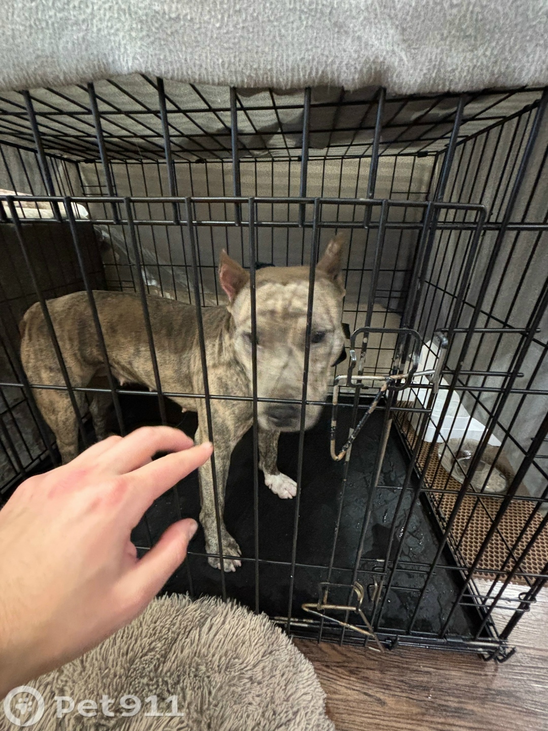 Найдена собака в Оренбурге — фото объявления