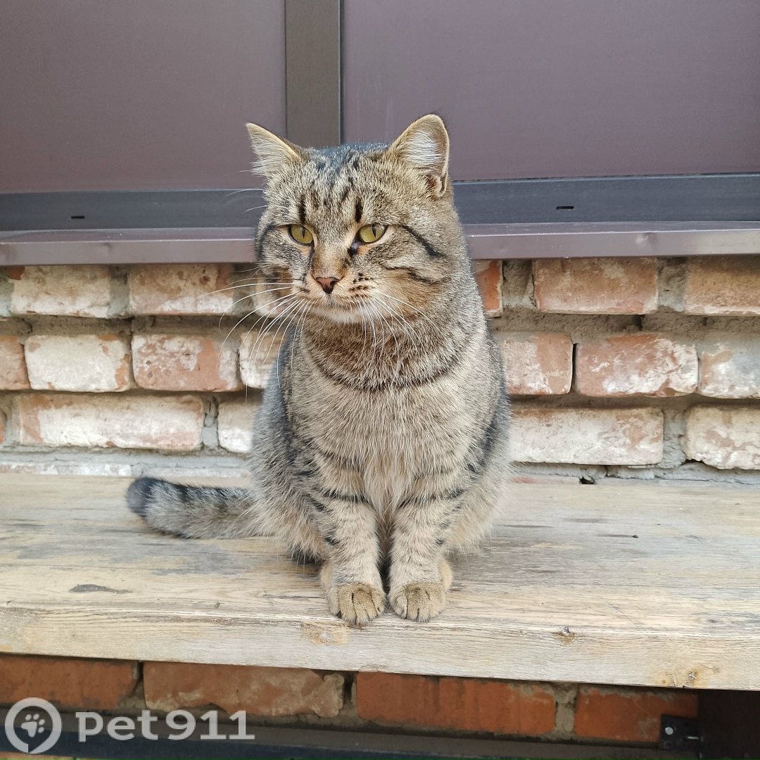 Найдена кошка в Оренбурге — фото объявления
