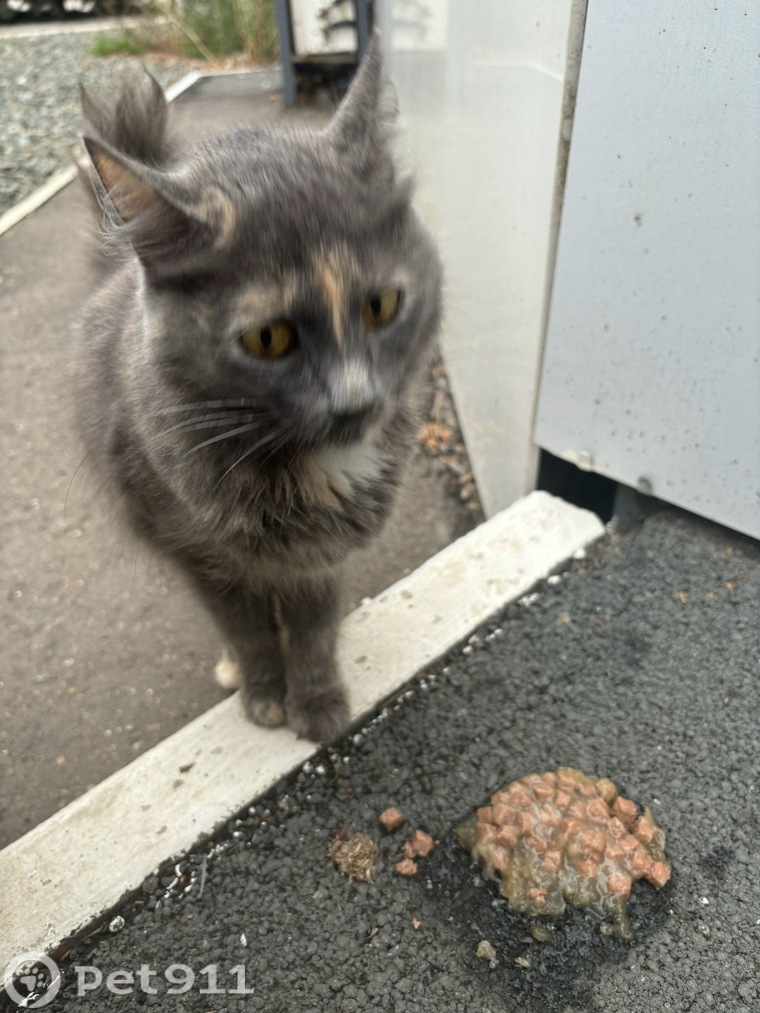 Найдена кошка в Оренбурге — фото объявления