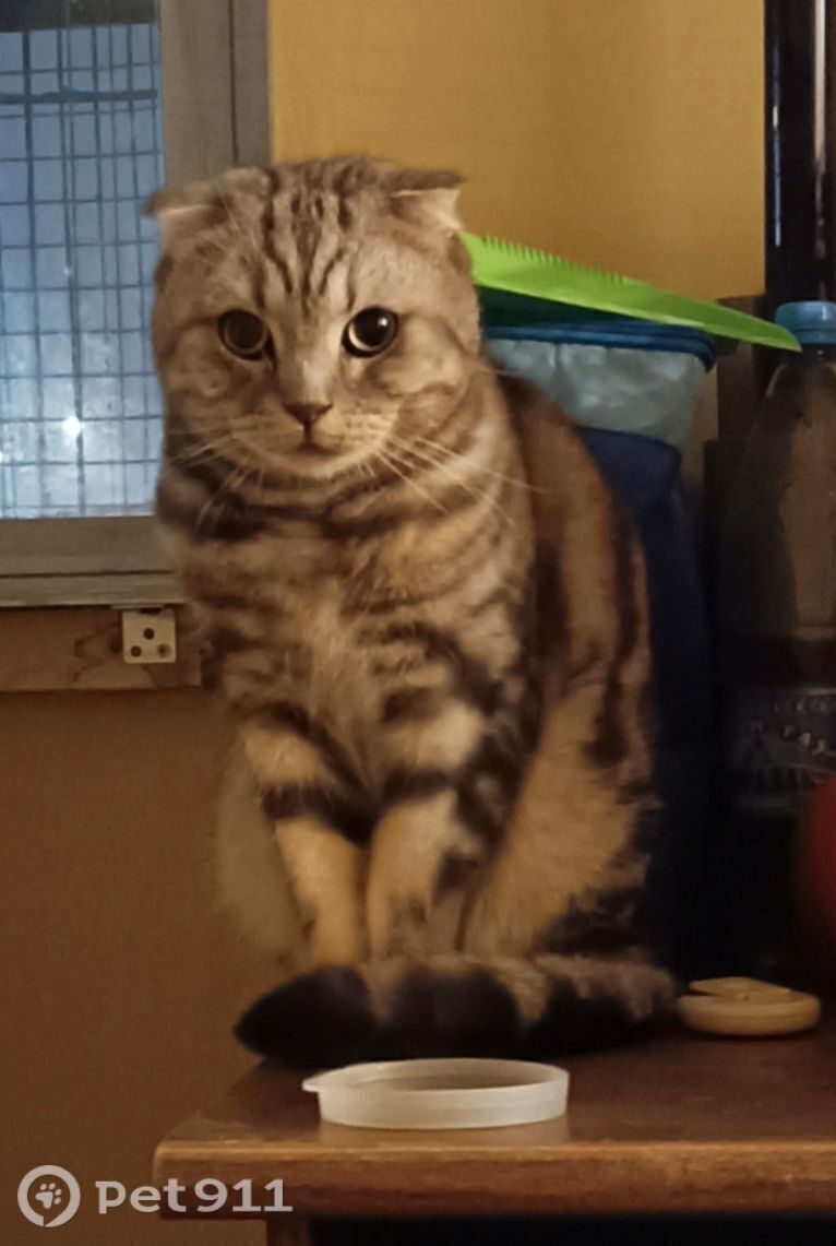 Найдена кошка в Оренбурге — фото объявления