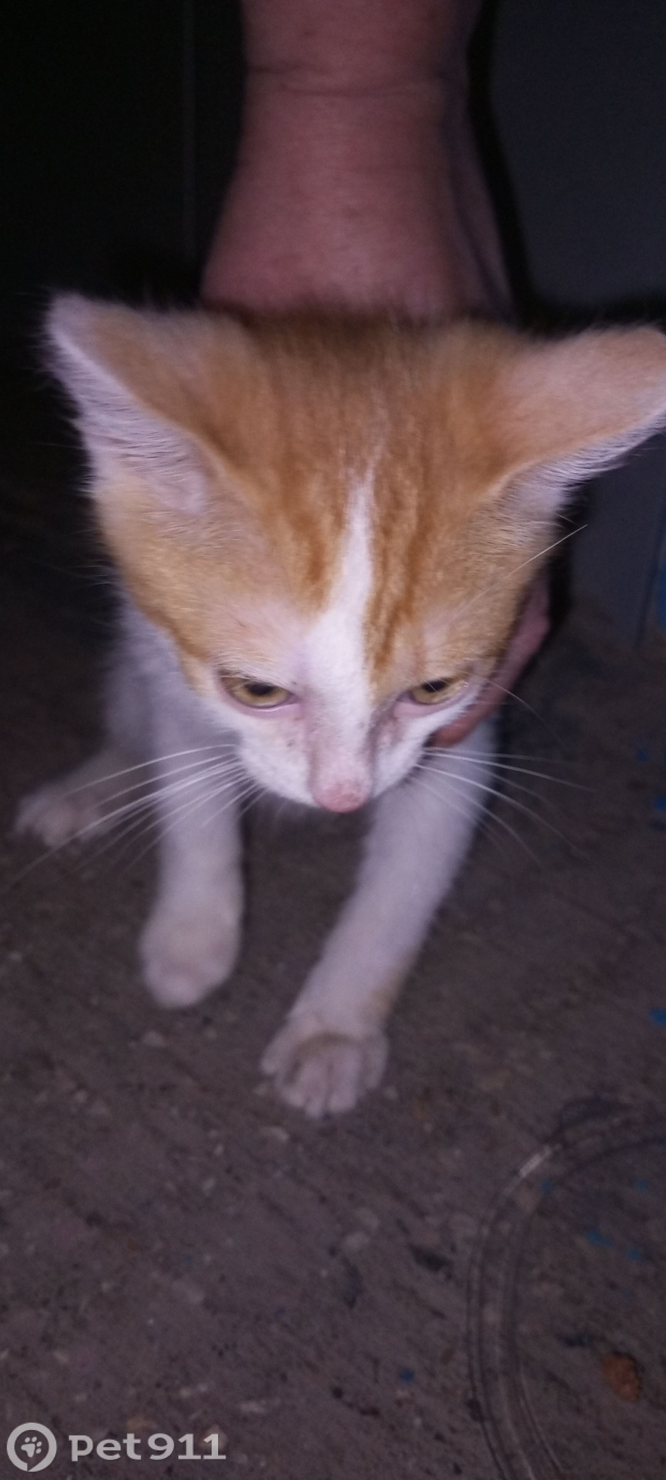 Найдена кошка в Оренбурге — фото объявления