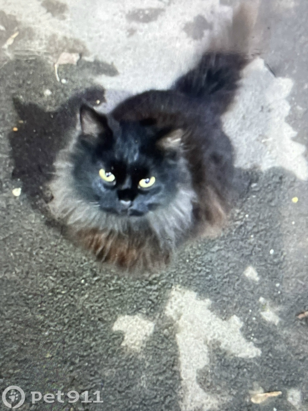 Найдена кошка в Оренбурге — фото объявления