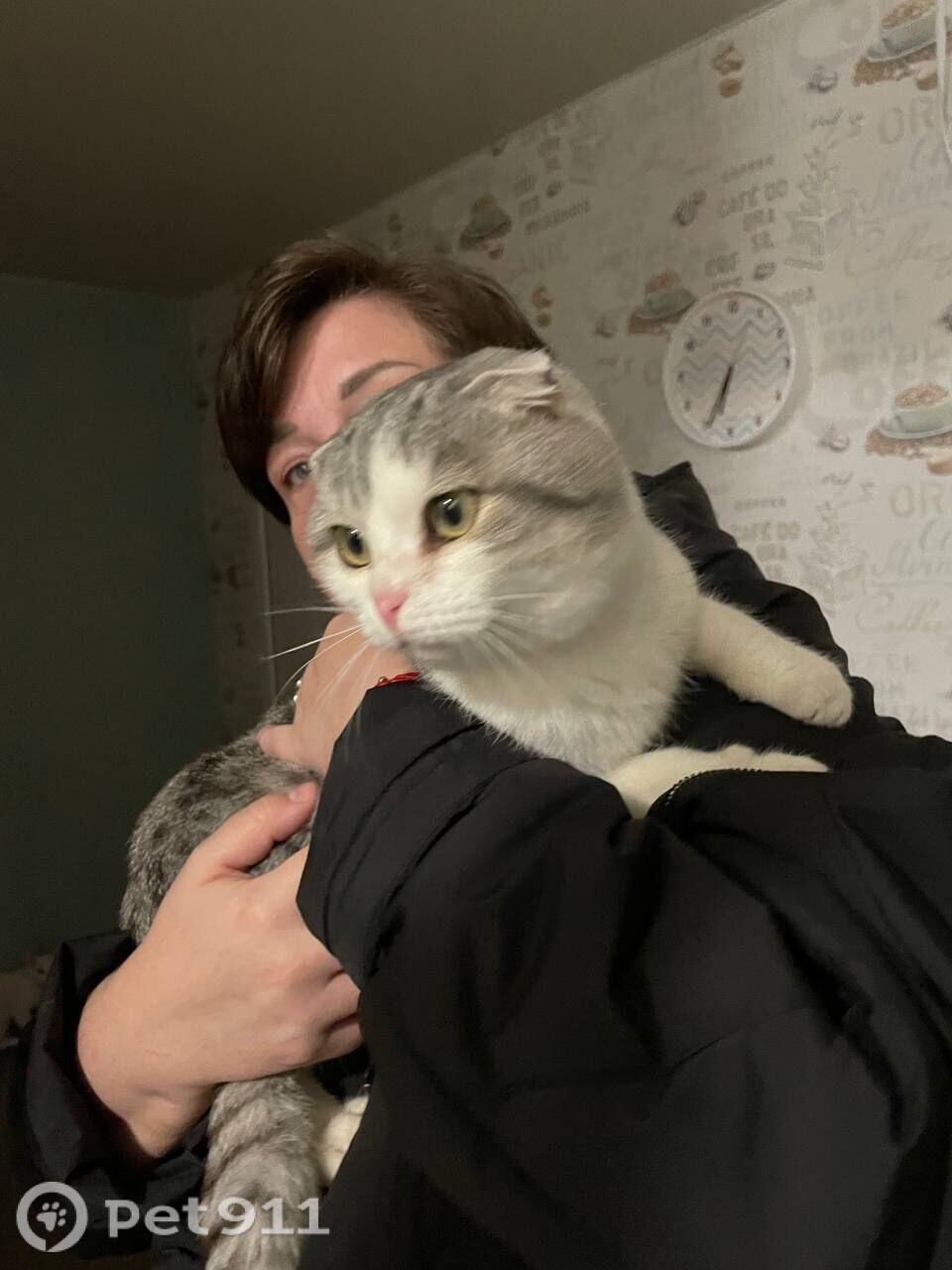 Найдена кошка в Оренбурге — фото объявления