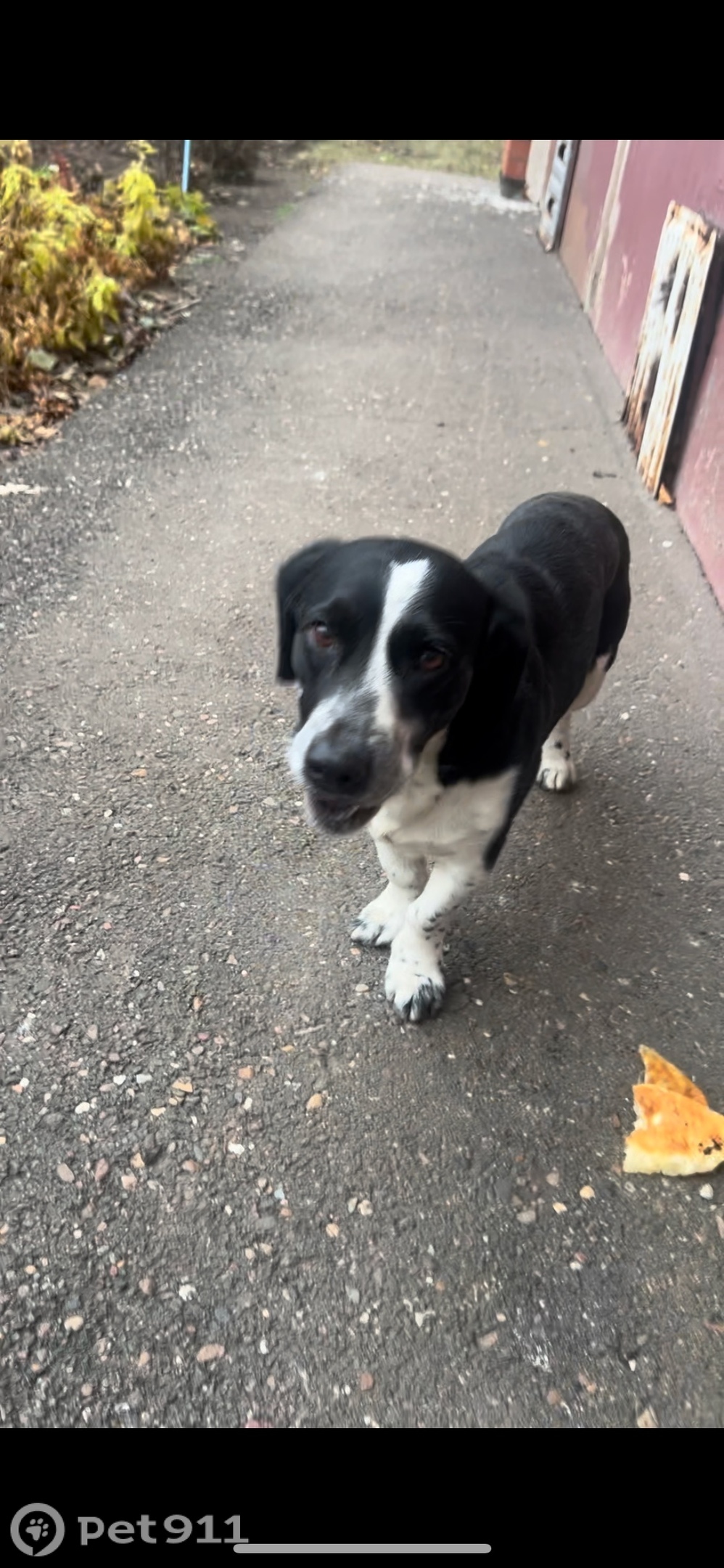 Найдена собака в Оренбурге — фото объявления