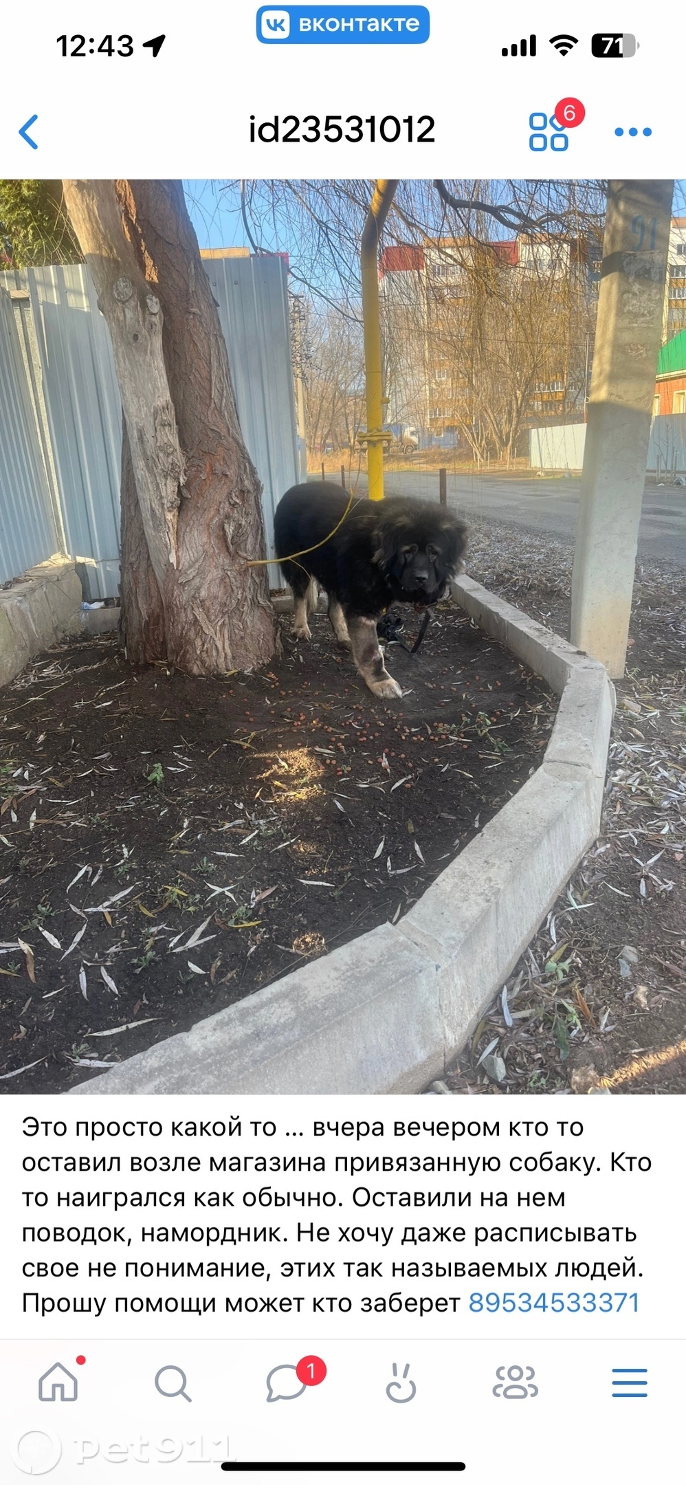Найдена собака в Оренбурге — фото объявления