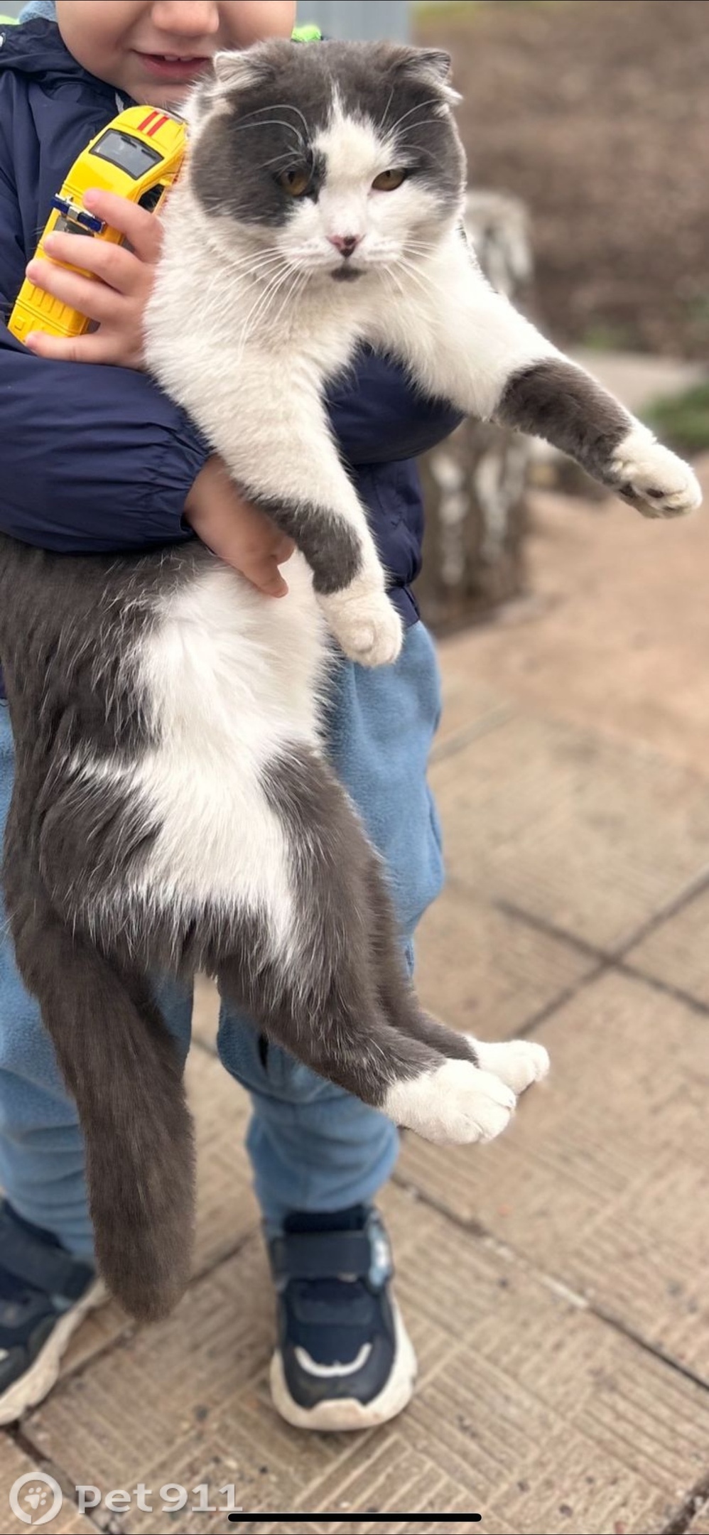 Пропала кошка в Оренбурге — фото объявления