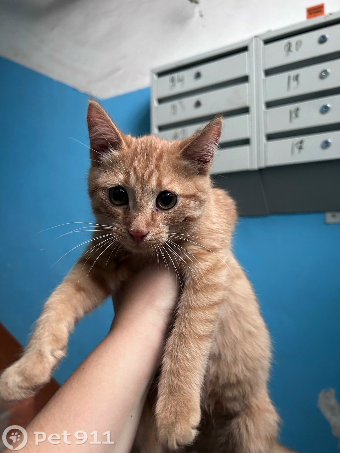 Найдена кошка в Оренбурге — фото объявления