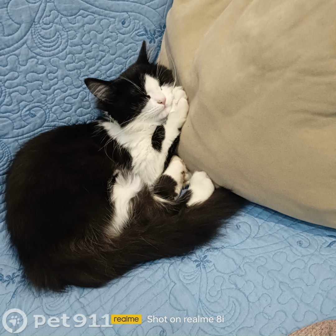 Пропала собака в Оренбурге — фото объявления