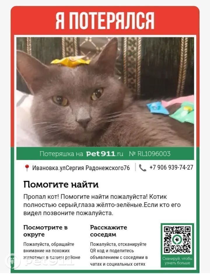 Пропала кошка в Оренбурге — фото объявления