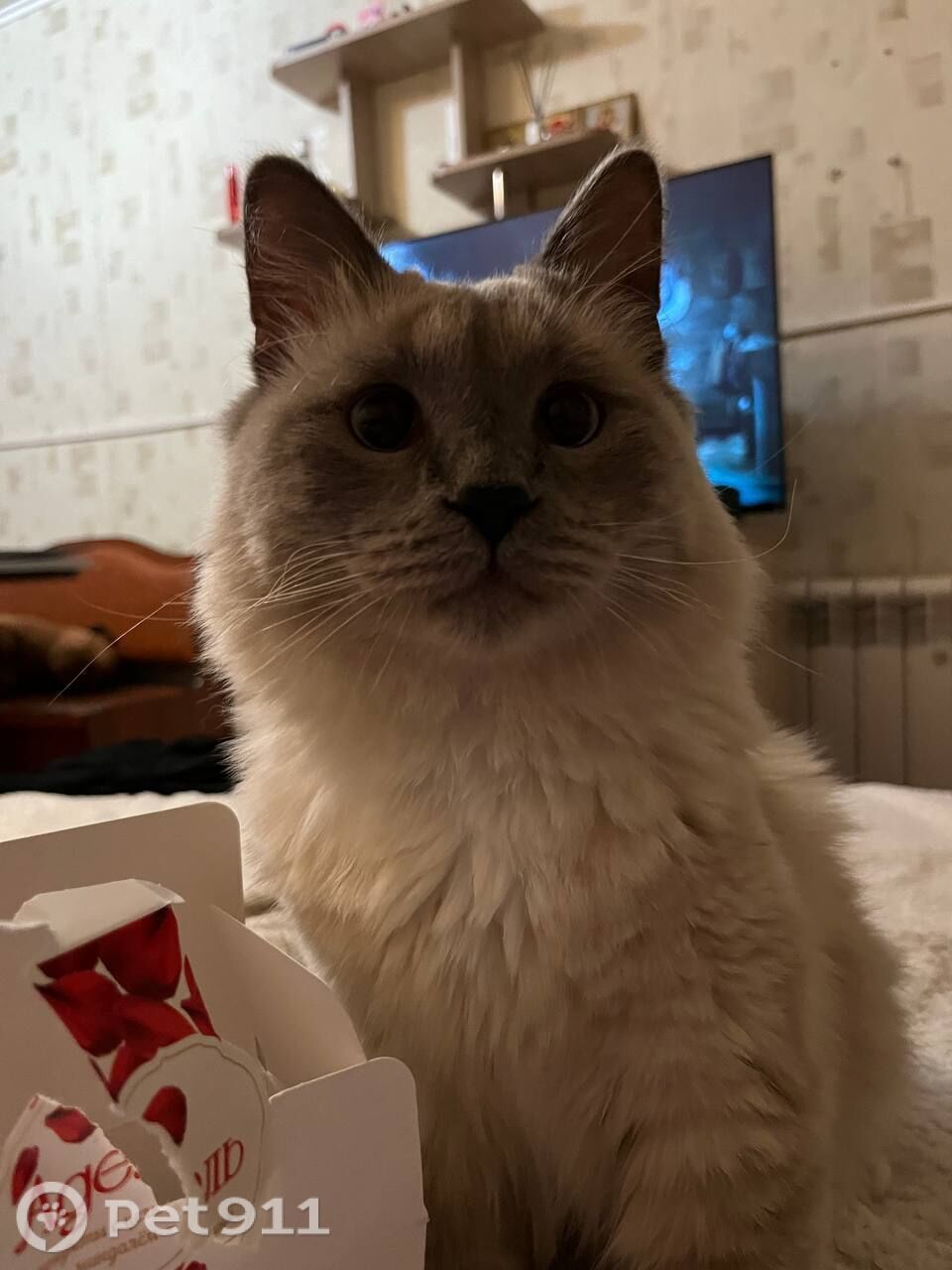 Пропала кошка в Оренбурге — фото объявления