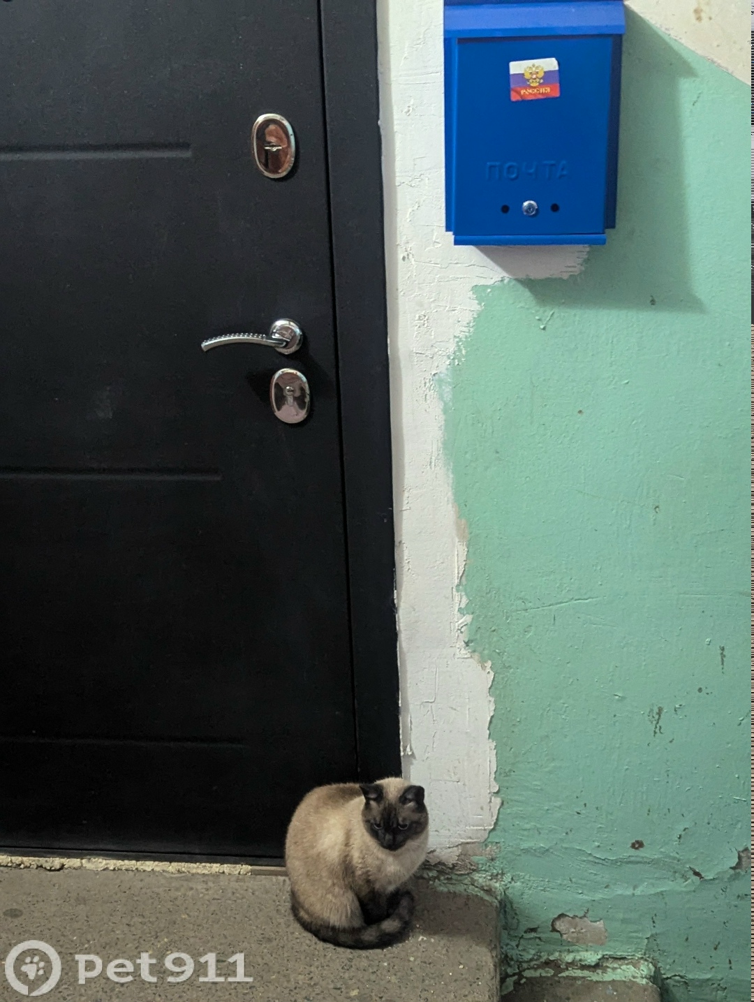 Найдена кошка в Оренбурге — фото объявления