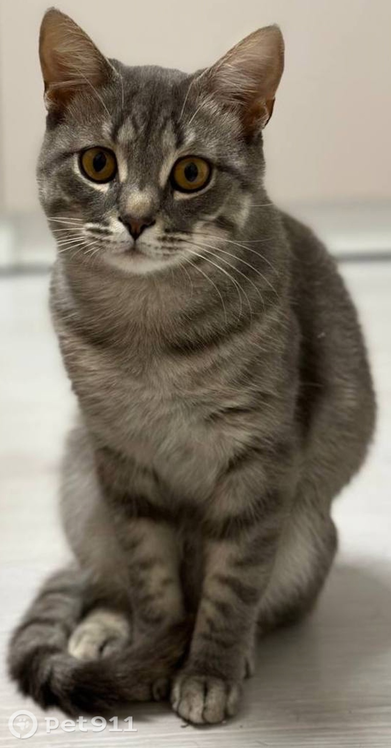 Пропала кошка в Оренбурге — фото объявления