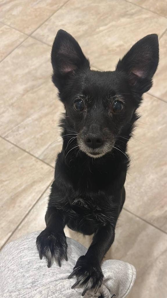 Пропала собака в Оренбурге — фото объявления