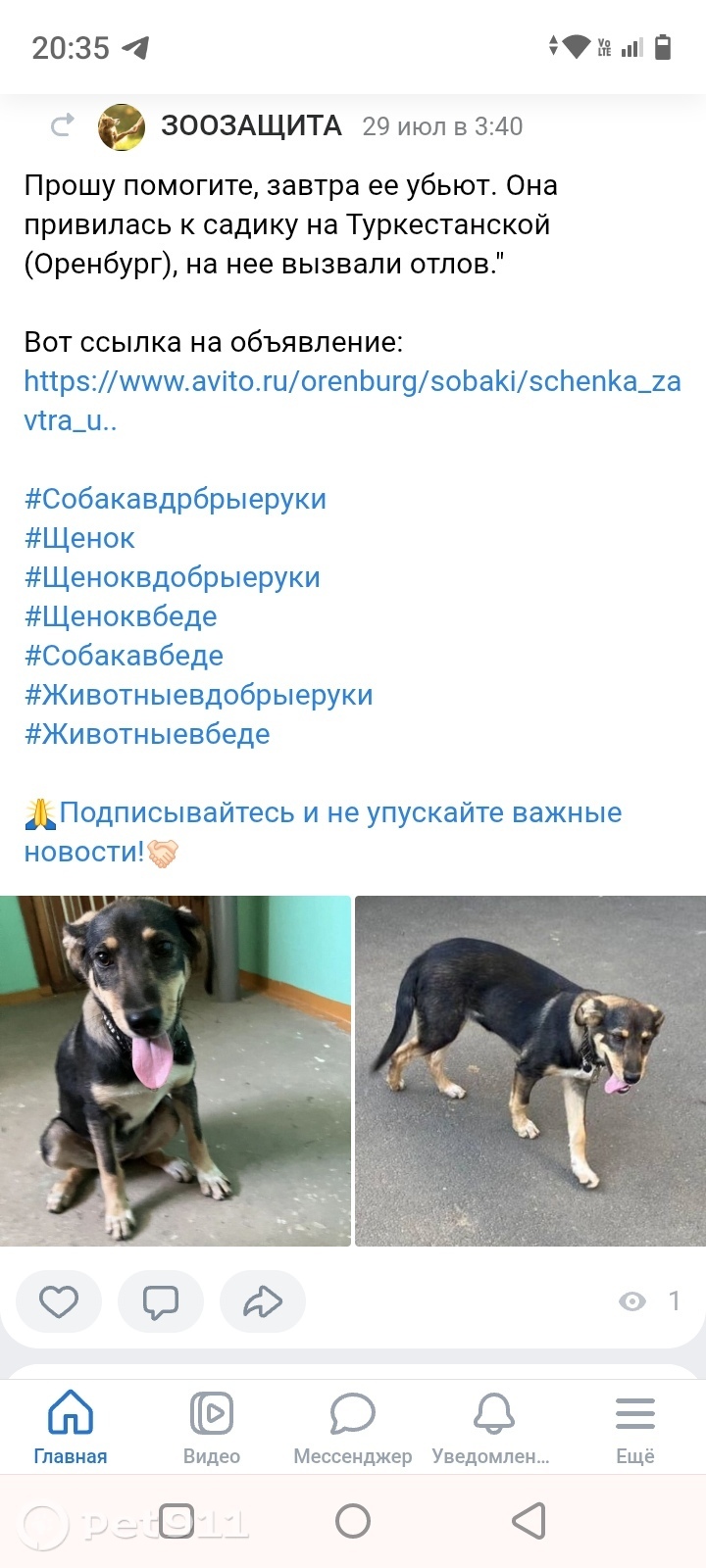 Найдена собака в Оренбурге — фото объявления