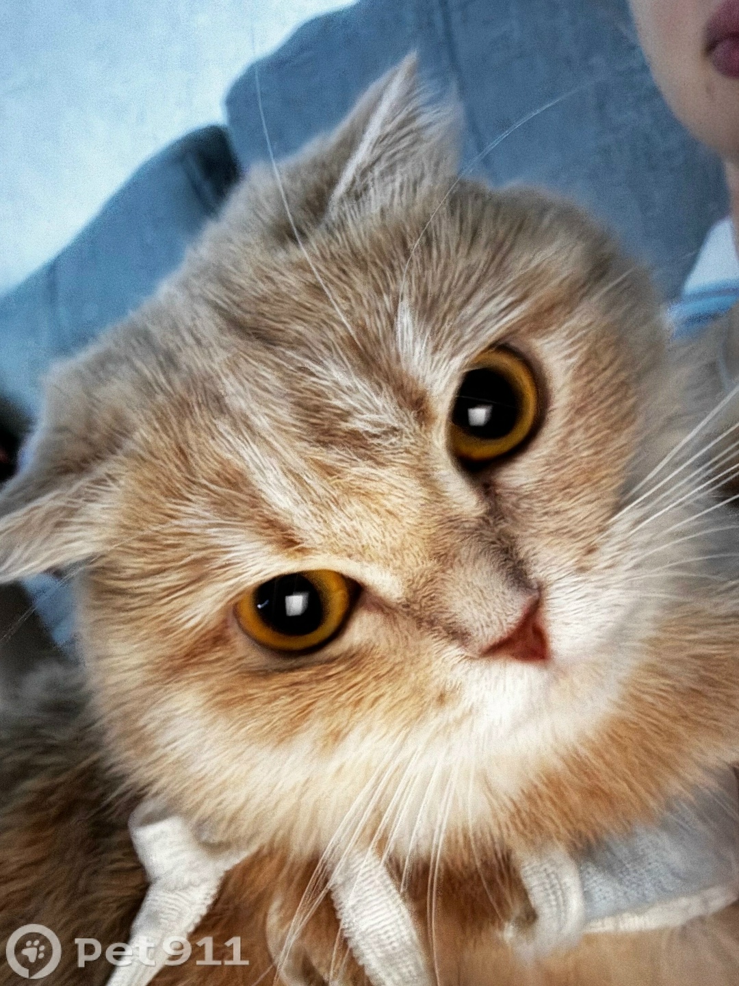 Пропала кошка в Оренбурге — фото объявления