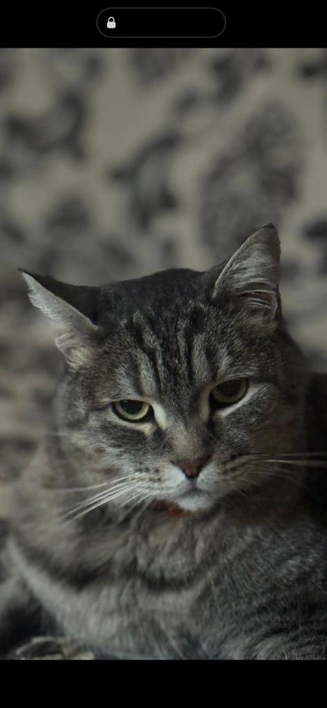 Пропала кошка в Оренбурге — фото объявления