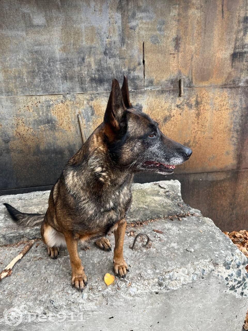 Пропала собака в Оренбурге — фото объявления