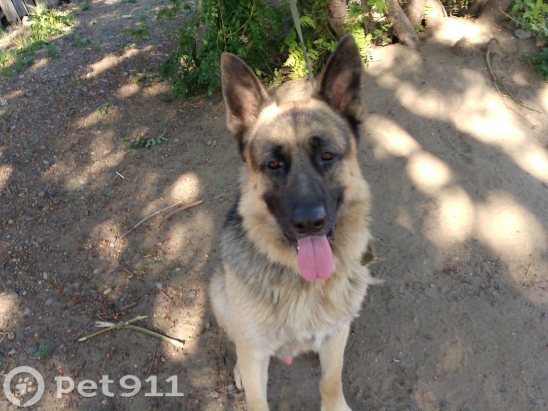 Пропала собака в Оренбурге — фото объявления