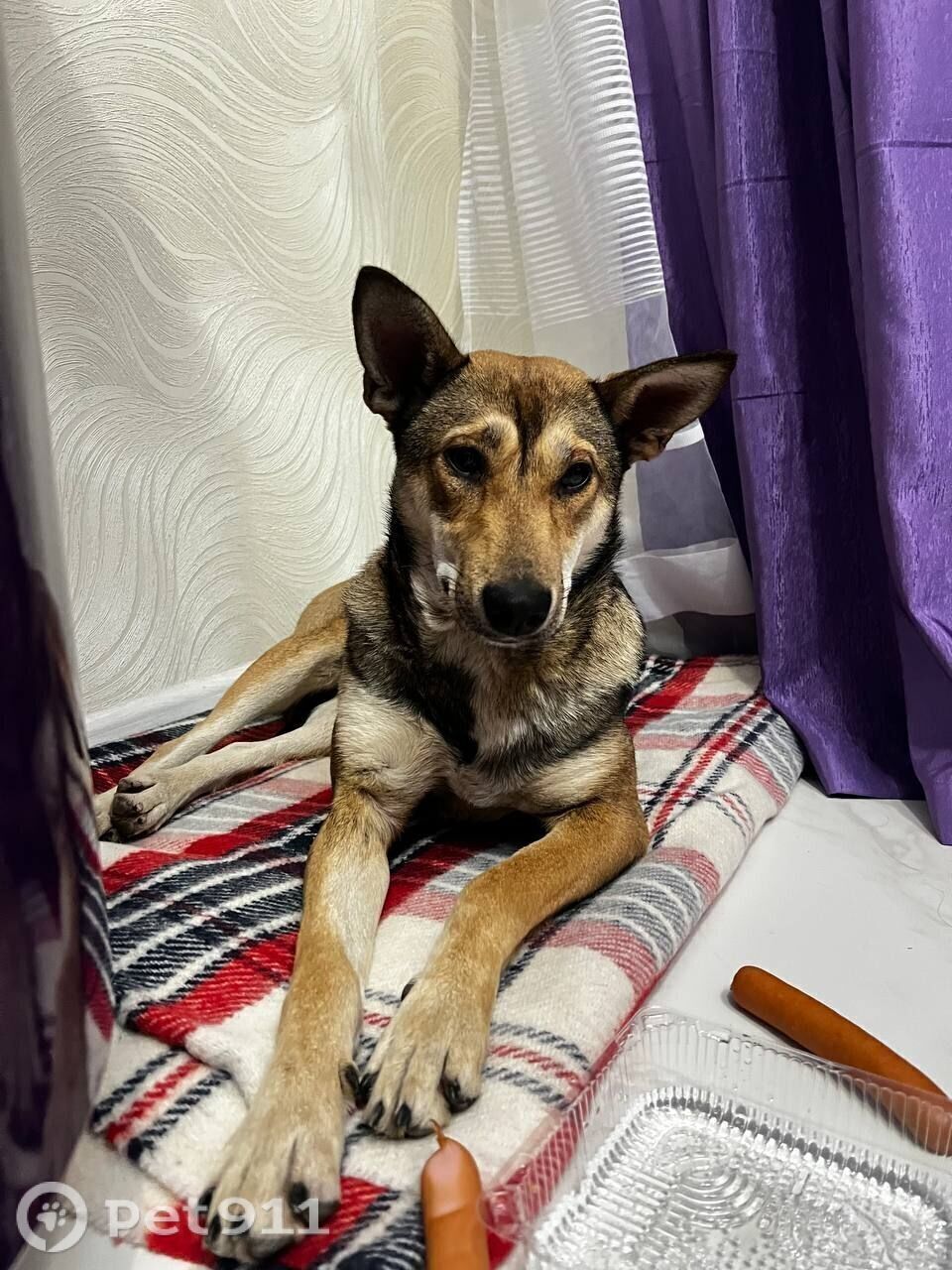 Найдена собака в Оренбурге — фото объявления