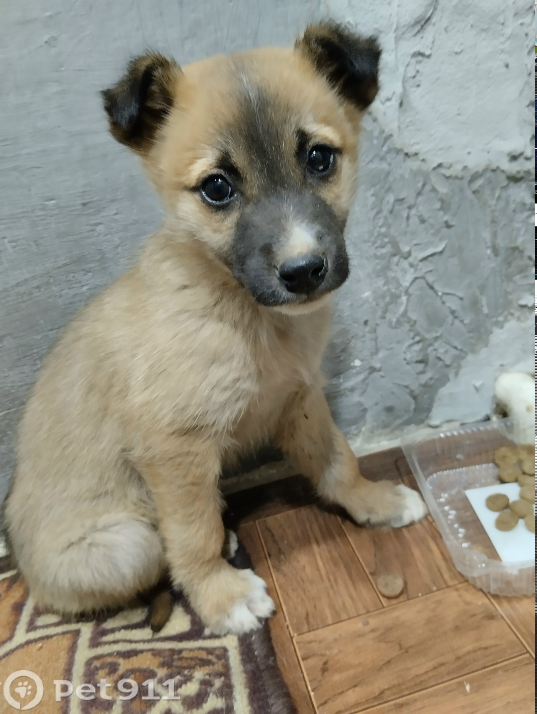 Найдена собака в Оренбурге — фото объявления