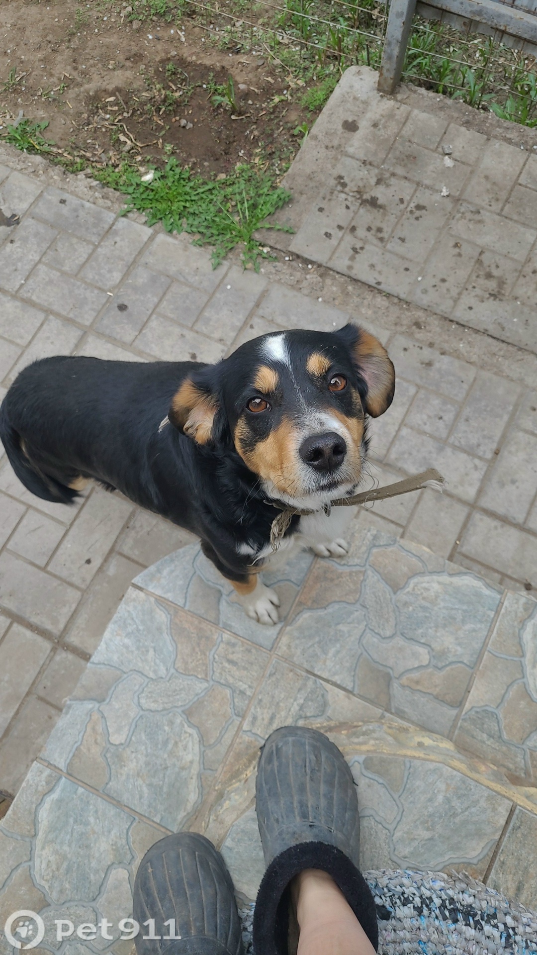 Пропала собака в Оренбурге — фото объявления