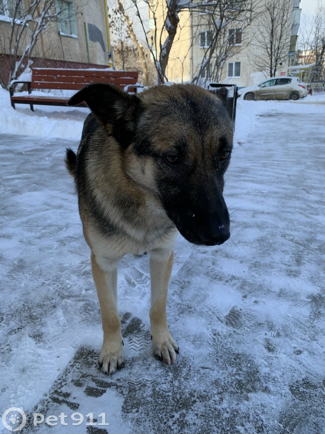 Найдена собака в Оренбурге — фото объявления
