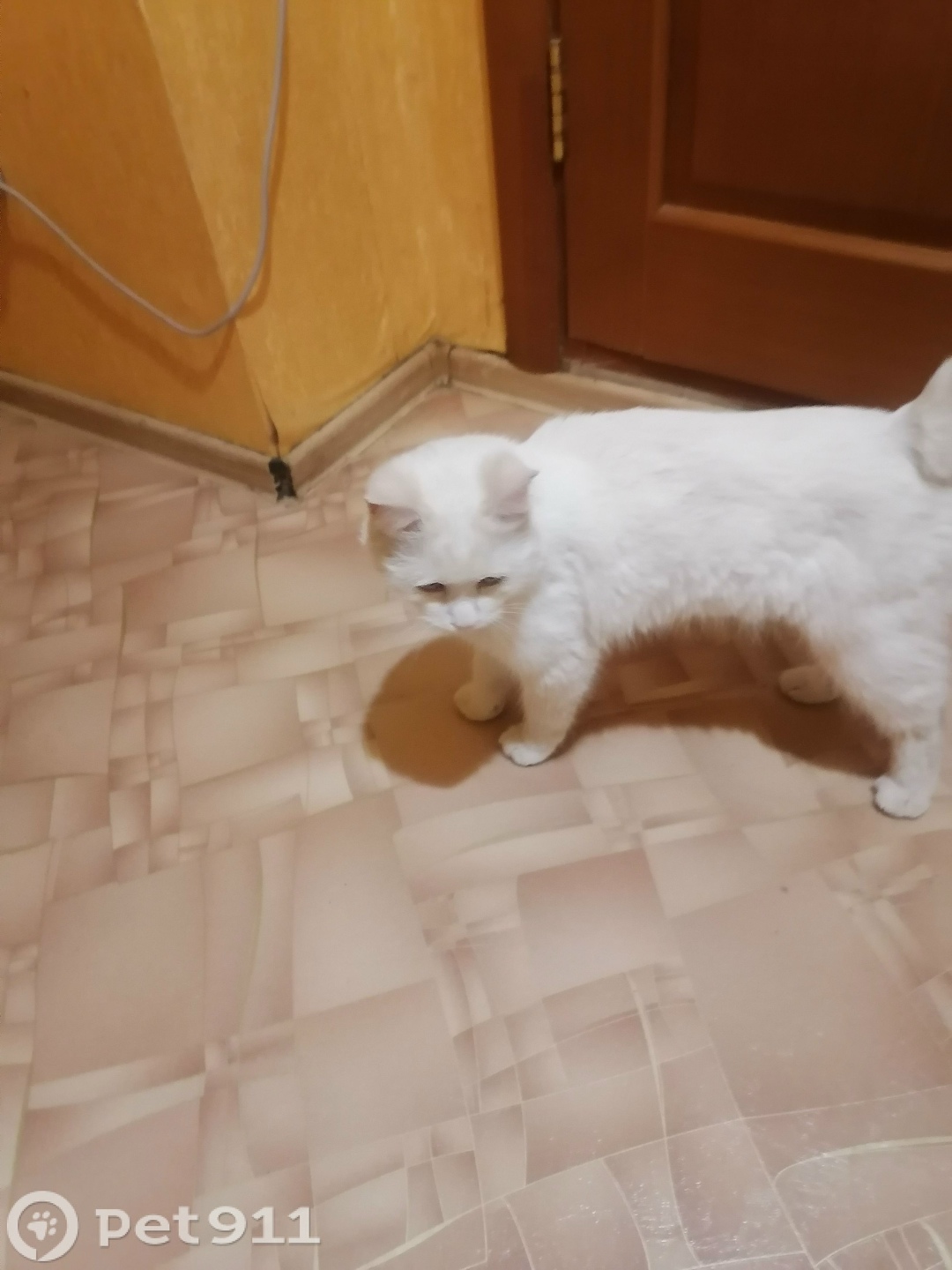 Найдена кошка в Оренбурге — фото объявления