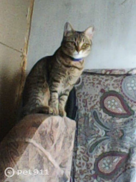 Пропала собака в Оренбурге — фото объявления