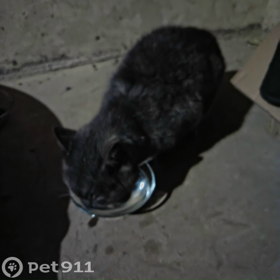 Найдена кошка в Оренбурге — фото объявления